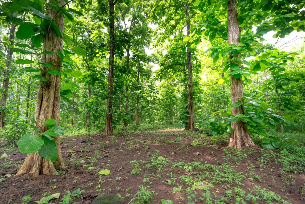 Forest Teak, Natural And hard. 