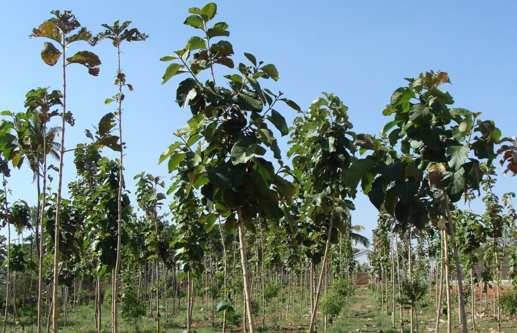 Plantation teak, sustainable teak plantation
